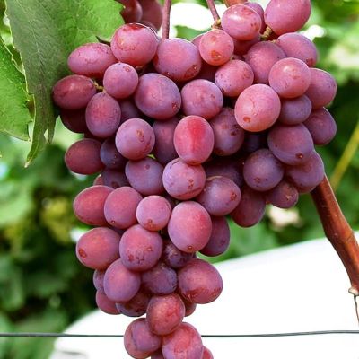 Виноград Лепсна фото