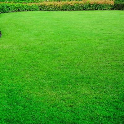 Газонная трава Без забот, 1 кг Газонная трава Без забот, 1 кг - Dolina-Sad.Ru