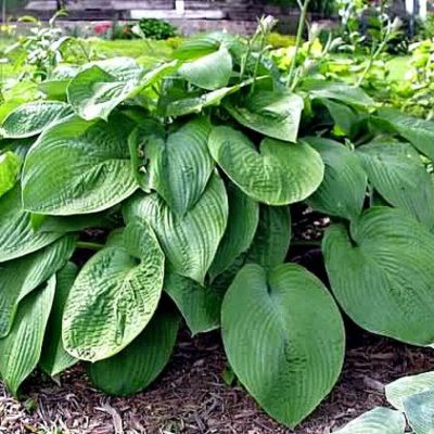 Хоста Джурасик Парк Хоста Джурасик Парк - Dolina-Sad.Ru