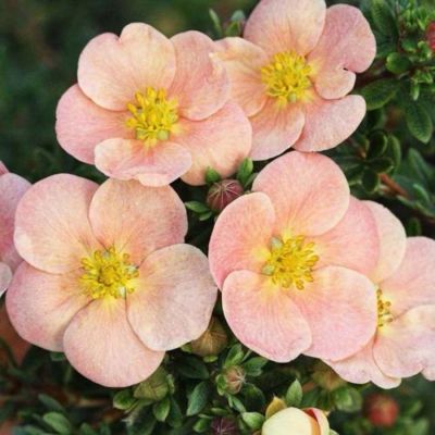 Лапчатка Дэйдон, С3 - Dolina-Sad.Ru