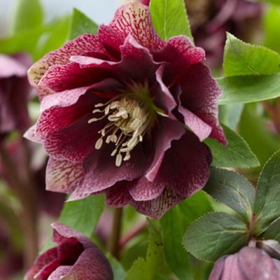 Морозник Дубль Ред Споттед Морозник Дубль Ред Споттед - Dolina-Sad.Ru