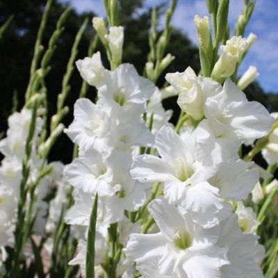 Гладиолус Полар Бир - Dolina-Sad.Ru