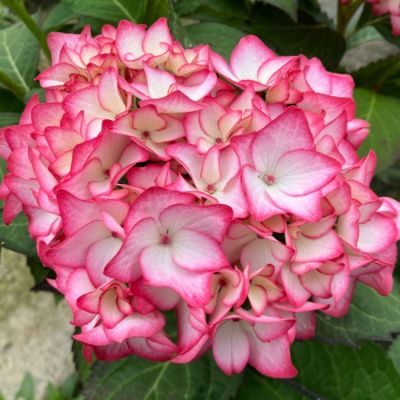 Гортензия крупнолистная Мираи Гортензия крупнолистная Мираи - Dolina-Sad.Ru