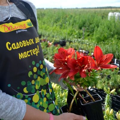 Лилия Тренди Гавана - Dolina-Sad.Ru