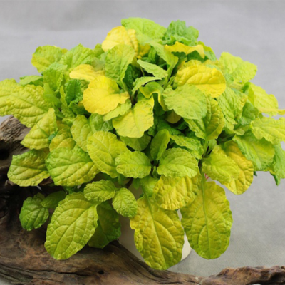 Живучка ползучая "Голд Чанг" фото