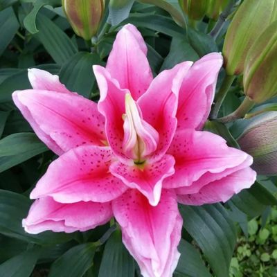 Лилия Роузлили Виола - Dolina-Sad.Ru