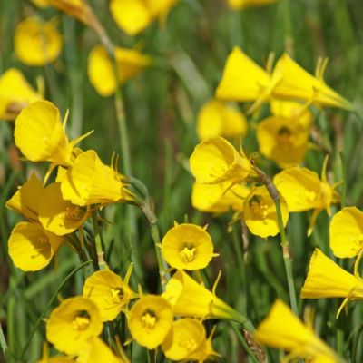 Нарцисс Голден Беллс Нарцисс Голден Беллс фото