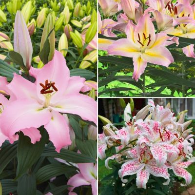 Микс лилий Нежность Микс лилий Нежность - Dolina-Sad.Ru