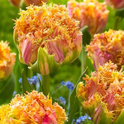 Тюльпан Эсприт Тюльпан Эсприт фото