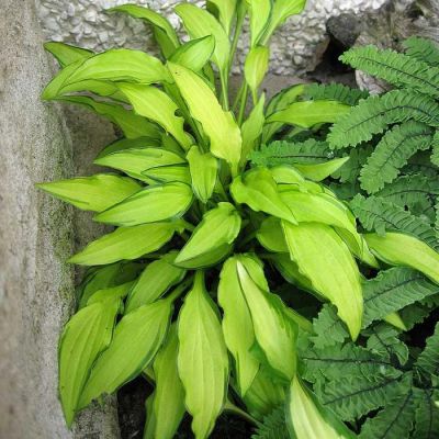 Хоста гибридная Грин Айс Хоста гибридная Грин Айс фото