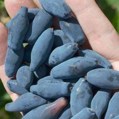 Жимолость Восторг (саженец 2 года) - Dolina-Sad.Ru