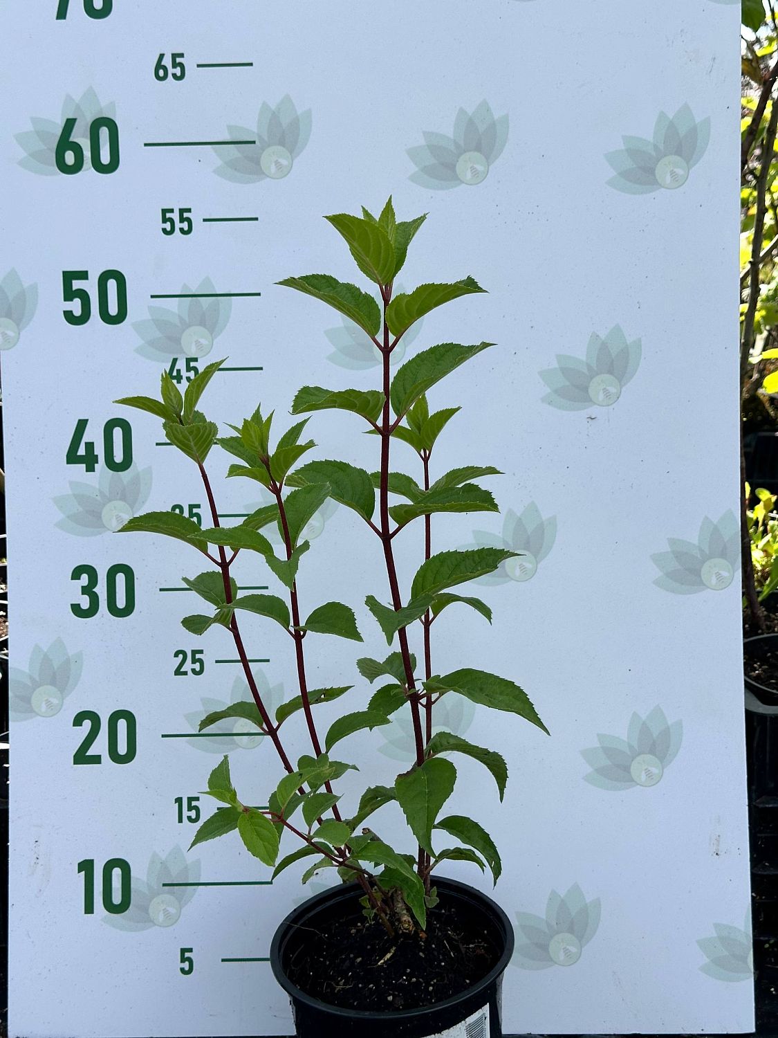 Гортензия метельчатая Ванилла Фрейз, С1,5 - Dolina-Sad.Ru