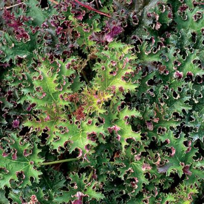 Гейхера Сашей Гейхера Сашей - Dolina-Sad.Ru