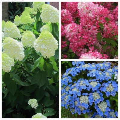 Микс гортензий (1+1=3) Микс гортензий (1+1=3) фото
