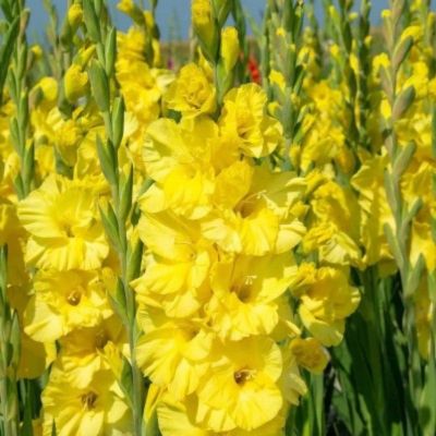 Гладиолус Лемон Дроп - Dolina-Sad.Ru