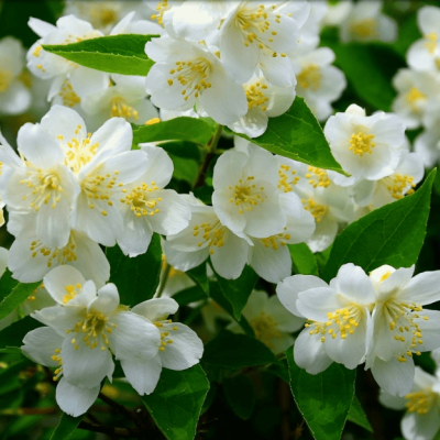 Жасмин (Чубушник) Старбрайт Жасмин (Чубушник) Старбрайт фото