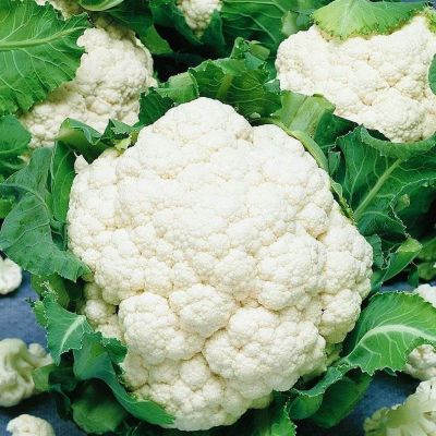 Капуста цветная Пионер (Польша) Капуста цветная Пионер (Польша) фото