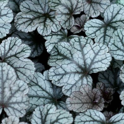 Гейхера Шуга Фростинг Гейхера Шуга Фростинг - Dolina-Sad.Ru