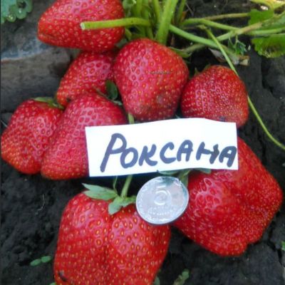 Клубника Роксана/Среднепоздняя фото