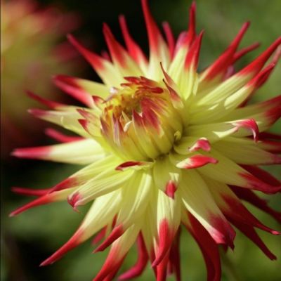 Георгина Джессика Георгина Джессика - Dolina-Sad.Ru