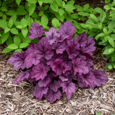 Гейхера Вайлд Роуз фото