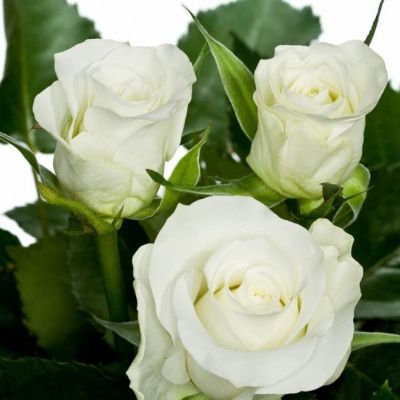 Роза Уайт Наоми Роза Уайт Наоми - Dolina-Sad.Ru