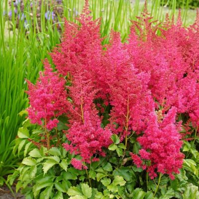 Астильба Юник Руби-Ред фото
