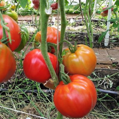 Томат Красный бык автор. Томат Красный бык автор. - Dolina-Sad.Ru