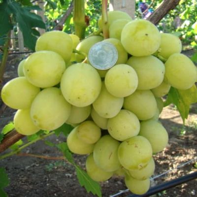 Виноград Дарья Виноград Дарья - Dolina-Sad.Ru