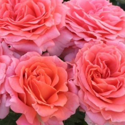 Роза Парфюм Де Франс - Dolina-Sad.Ru