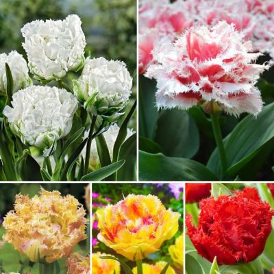 Тюльпан Фринджет Микс Тюльпан Фринджет Микс фото