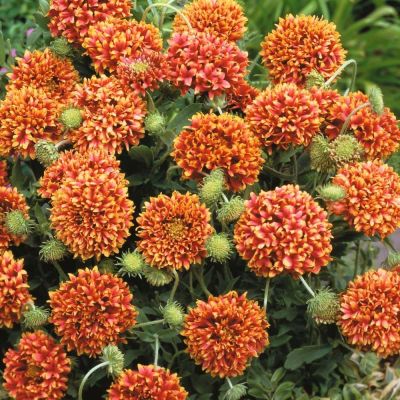 Гайлардия Лоллипап Двухцветная Гайлардия Лоллипап Двухцветная фото