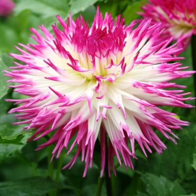 Георгина Пайнлэнд Принцесс (Гиганты) фото