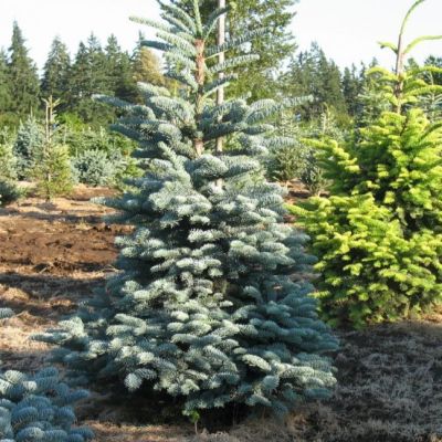 Пихта высокорослая Глаука Пихта высокорослая Глаука фото