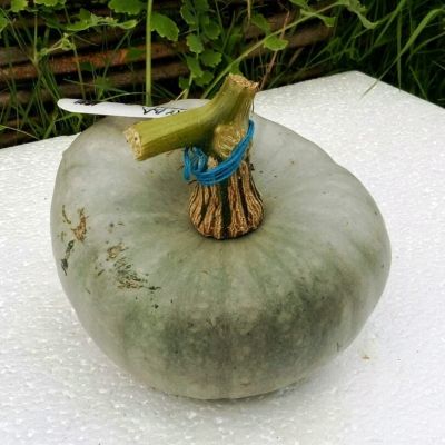 Тыква Изящная Тыква Изящная фото