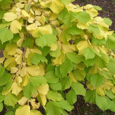 Лещина обыкновенная, С3 - Dolina-Sad.Ru