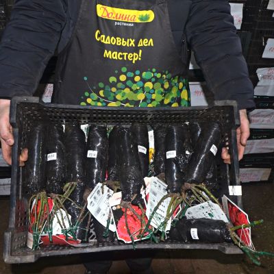 Роза Зоммерзонне Роза Зоммерзонне - Dolina-Sad.Ru