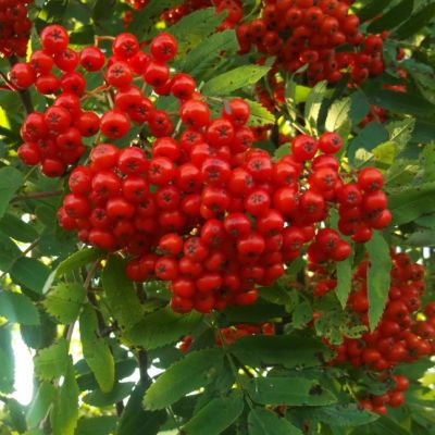 Рябина Красноплодная Рябина Красноплодная фото
