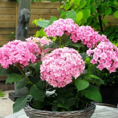 Гортензия крупнолистная Перфекшн Гортензия крупнолистная Перфекшн фото