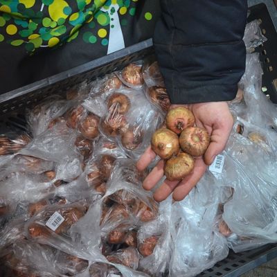 Гладиолус Аланна Гладиолус Аланна - Dolina-Sad.Ru