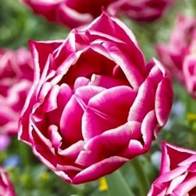 Тюльпан Коламбус Тюльпан Коламбус фото