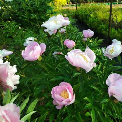 Пион Гарден Лейс Пион Гарден Лейс - Dolina-Sad.Ru