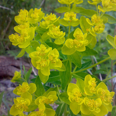 Молочай болотный Молочай болотный - Dolina-Sad.Ru