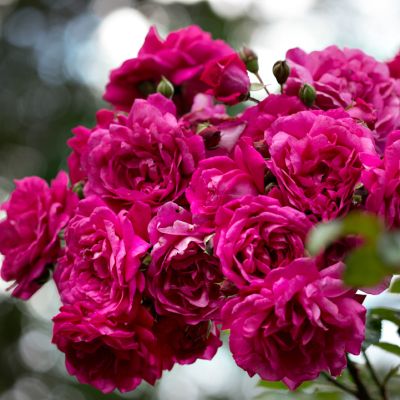 Роза Лагуна Роза Лагуна фото