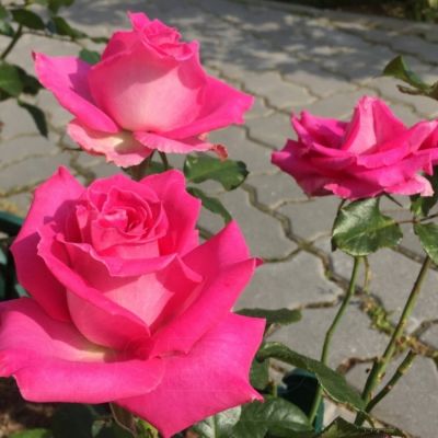 Роза Топаз - Dolina-Sad.Ru