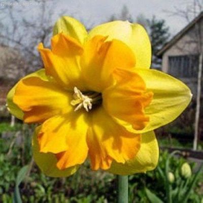 Нарцисс Мондрагон Нарцисс Мондрагон фото