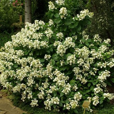 Гортензия метельчатая Дарлидо (Дартс Литл Дот) фото