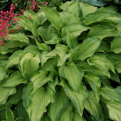 Хоста Форчуна Хоста Форчуна фото