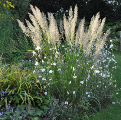 Вейник коротковолосистый , C3 Вейник коротковолосистый , C3 фото