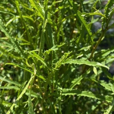 Крушина ломкая Рон Уильямс - Dolina-Sad.Ru